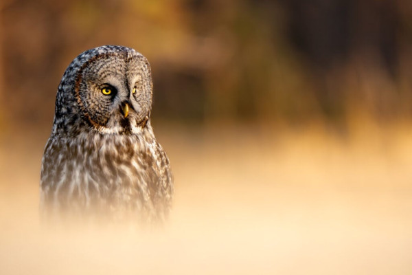 Canadian Geographic image